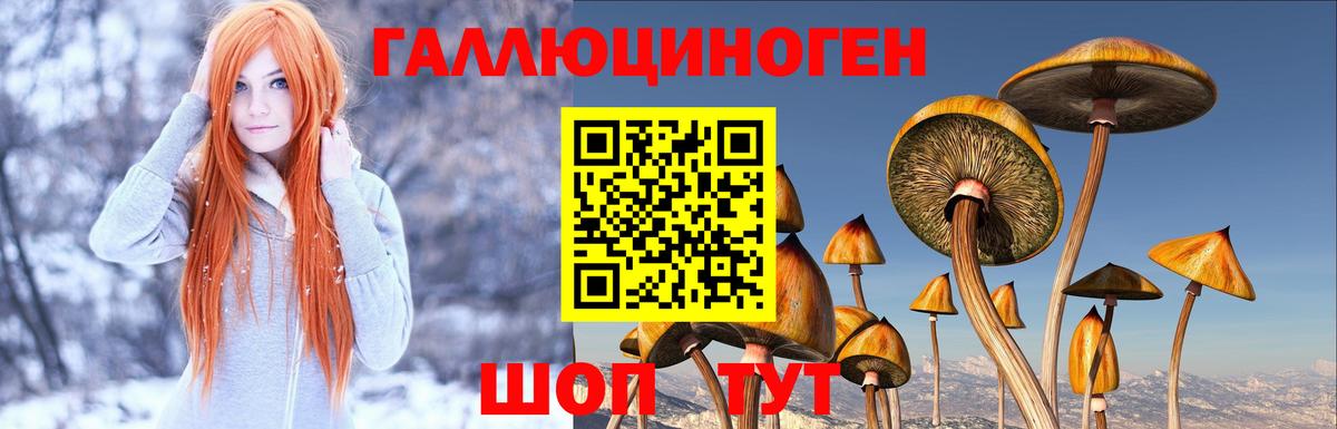 Псилоцибиновые грибы Psilocybe  Вход с VPN  Александров 